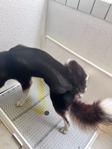 Customer photo review of Weasy Cão