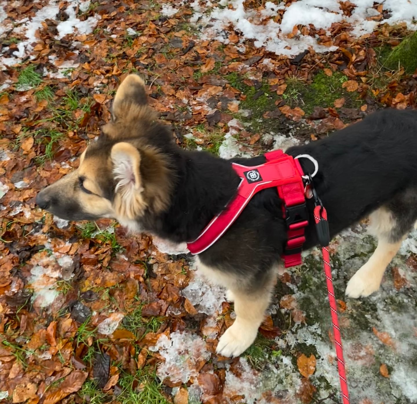 Customer photo review of Dog Fleece With Zip - Khaki