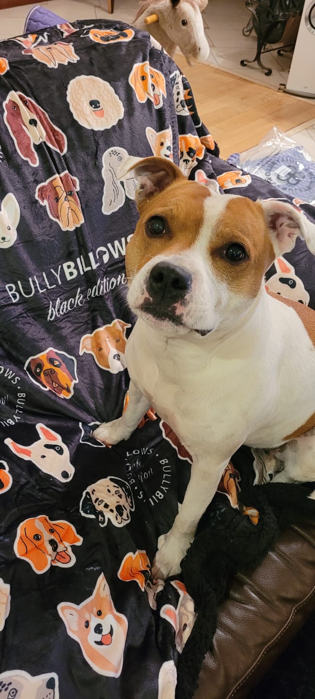Customer photo review of Black Edition | Luxury Dog & Human Blanket