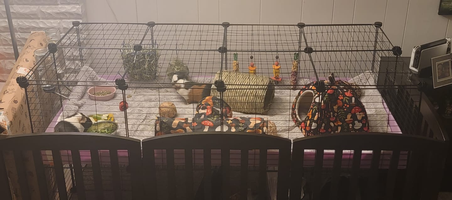 Customer photo review of 4x2 C&C Cage with Stand