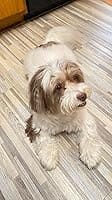 Customer photo review of Neakasa P2 Pro 5-in-1 Dog Cat Grooming Kit with Vacuum