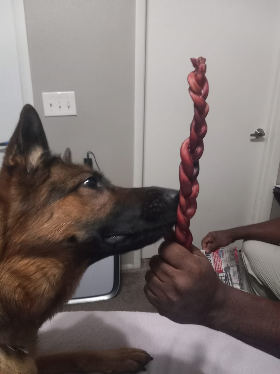 Customer photo review of Braided Bully Sticks - 12 Inch
