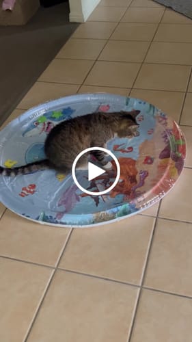 Customer video review of Upgraded Thickness Pet Cooling Water Bed