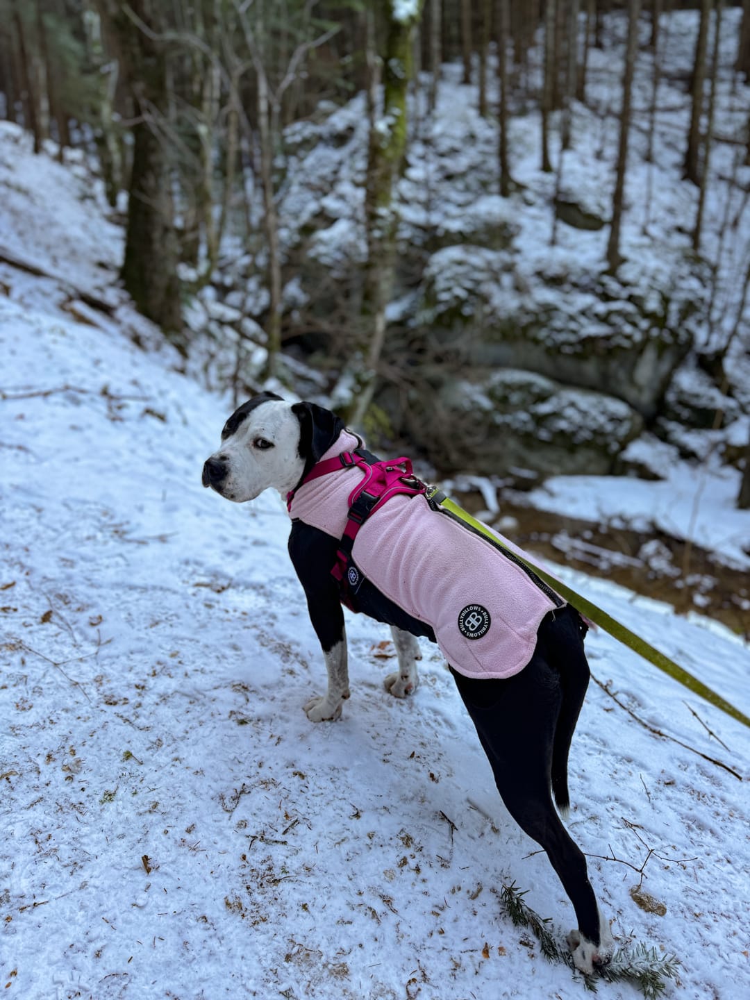 Customer photo review of Dog Fleece With Zip - Pink