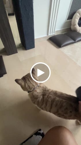 Customer video review of GroomPro™ - The #1 Pet Shedding Solution