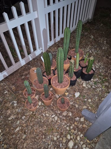 Customer photo review of Trichocereus Bridgesii Cuttings | Bolivian Torch Cactus Cuttings