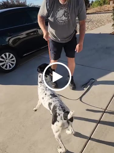 Customer video review of Denali Tug Toy