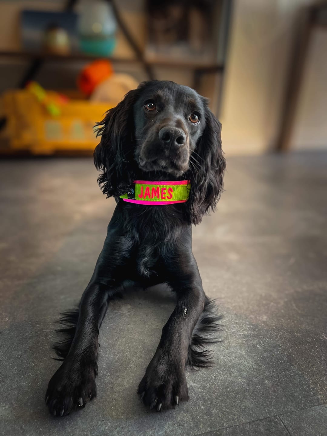Customer photo review of Neoprene Half-Check Dog Collar with Name - S | 4Kyon