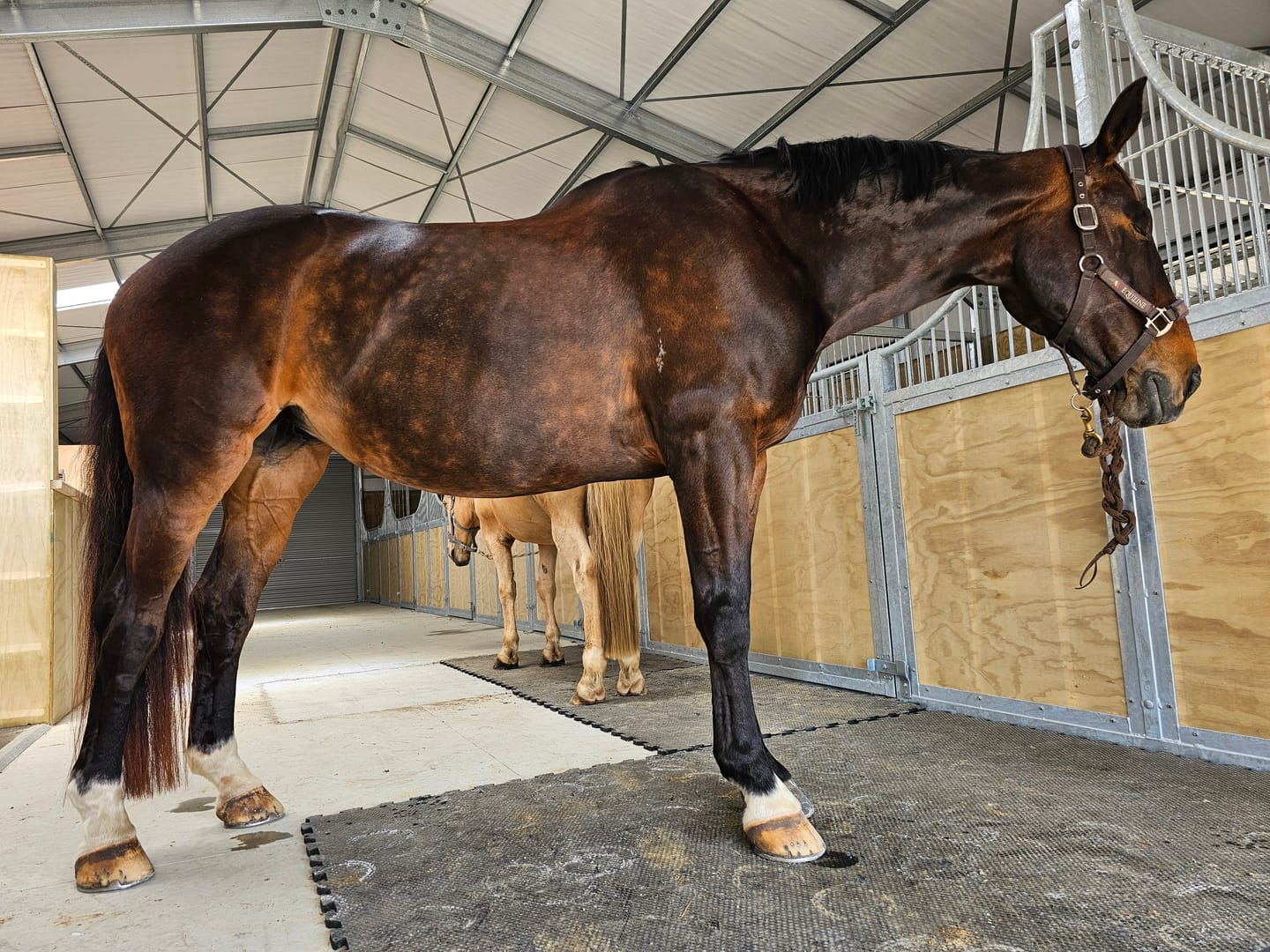 Customer photo review of Digestive RP - Sporthorse gut supplement