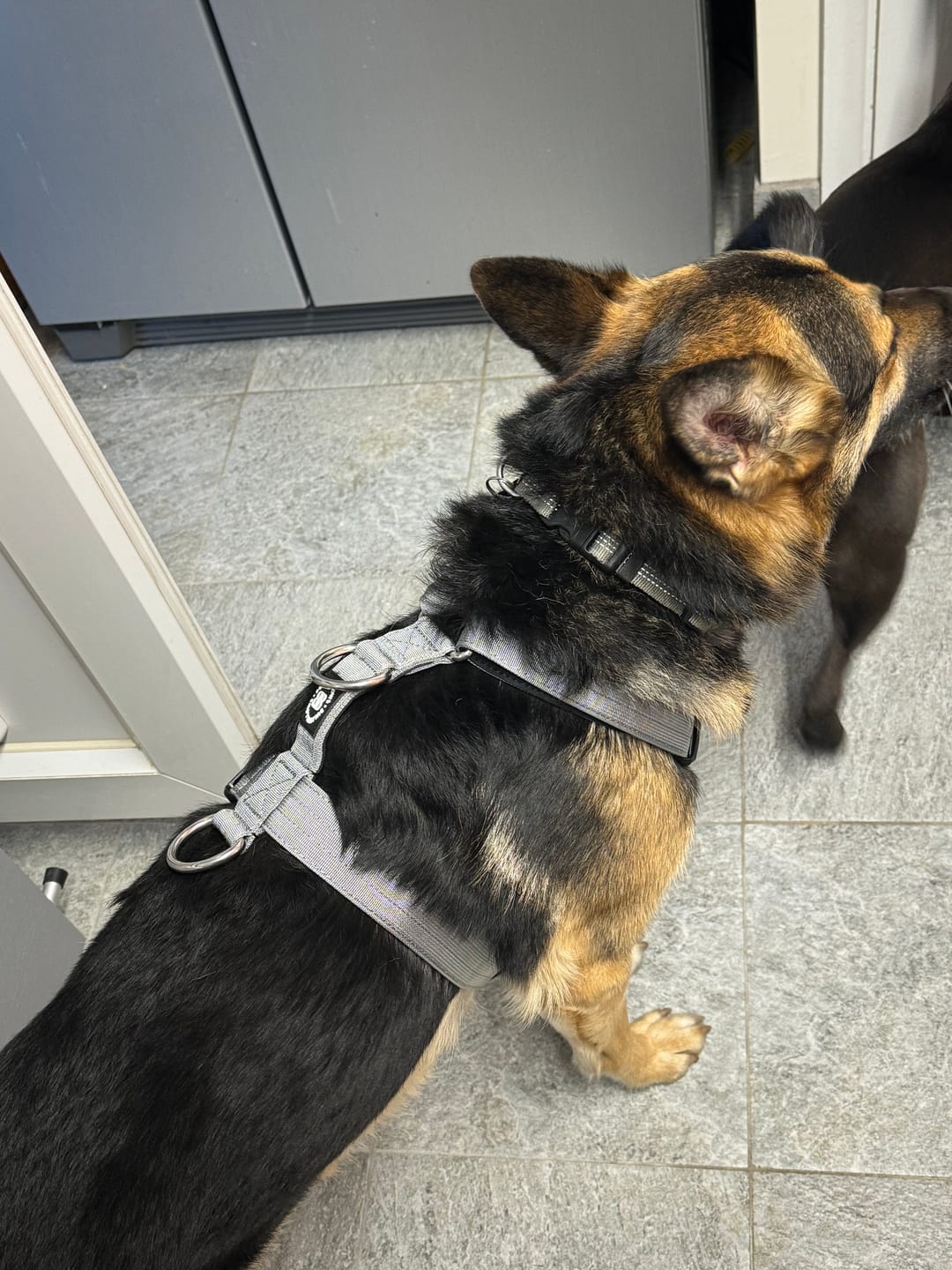 Customer photo review of Training Anti Pull TRI-Harness® | M-XL Breeds - Metal Grey