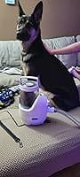 Customer photo review of Neakasa P2 Pro 5-in-1 Dog Cat Grooming Kit with Vacuum