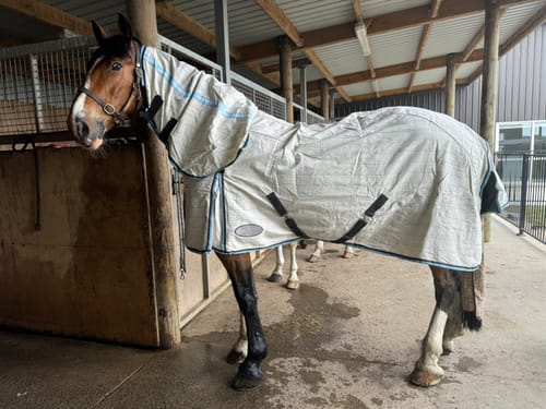 Customer photo review of Weatherbeeta Cotton Summer Sheet Combo - New