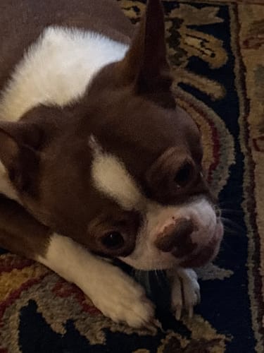 Customer photo review of BLUEBERRY YAK CHEWS