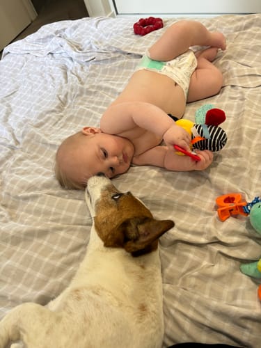 Customer photo review of Dog Harness