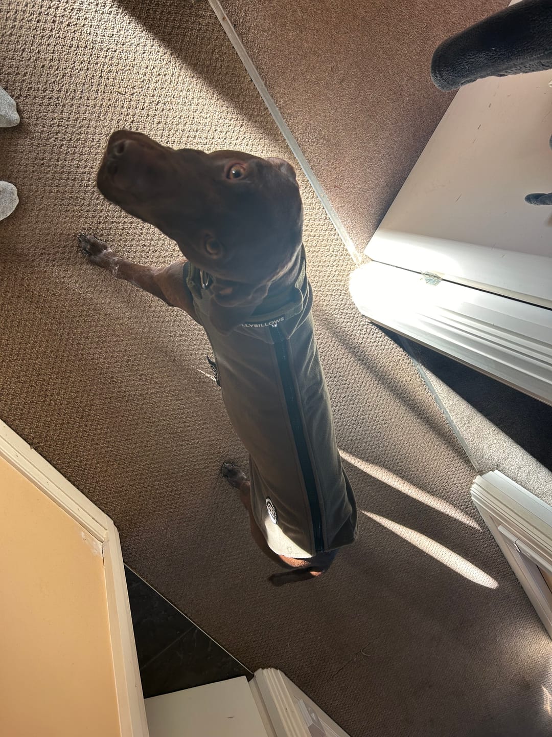 Customer photo review of Dog Fleece With Zip - Khaki