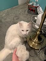 Customer photo review of Neakasa P2 Pro 5-in-1 Dog Cat Grooming Kit with Vacuum
