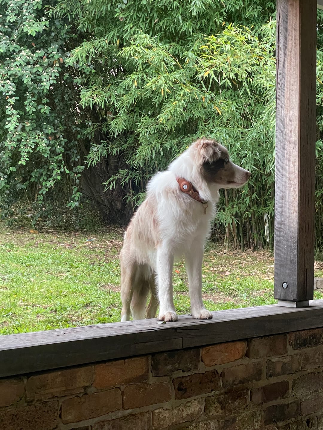 Customer photo review of Keepaws™ Leather Leash