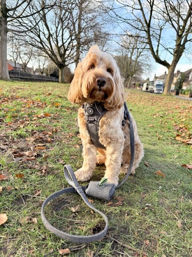Customer photo review of Dog Lead 5ft - GREY Tweed
