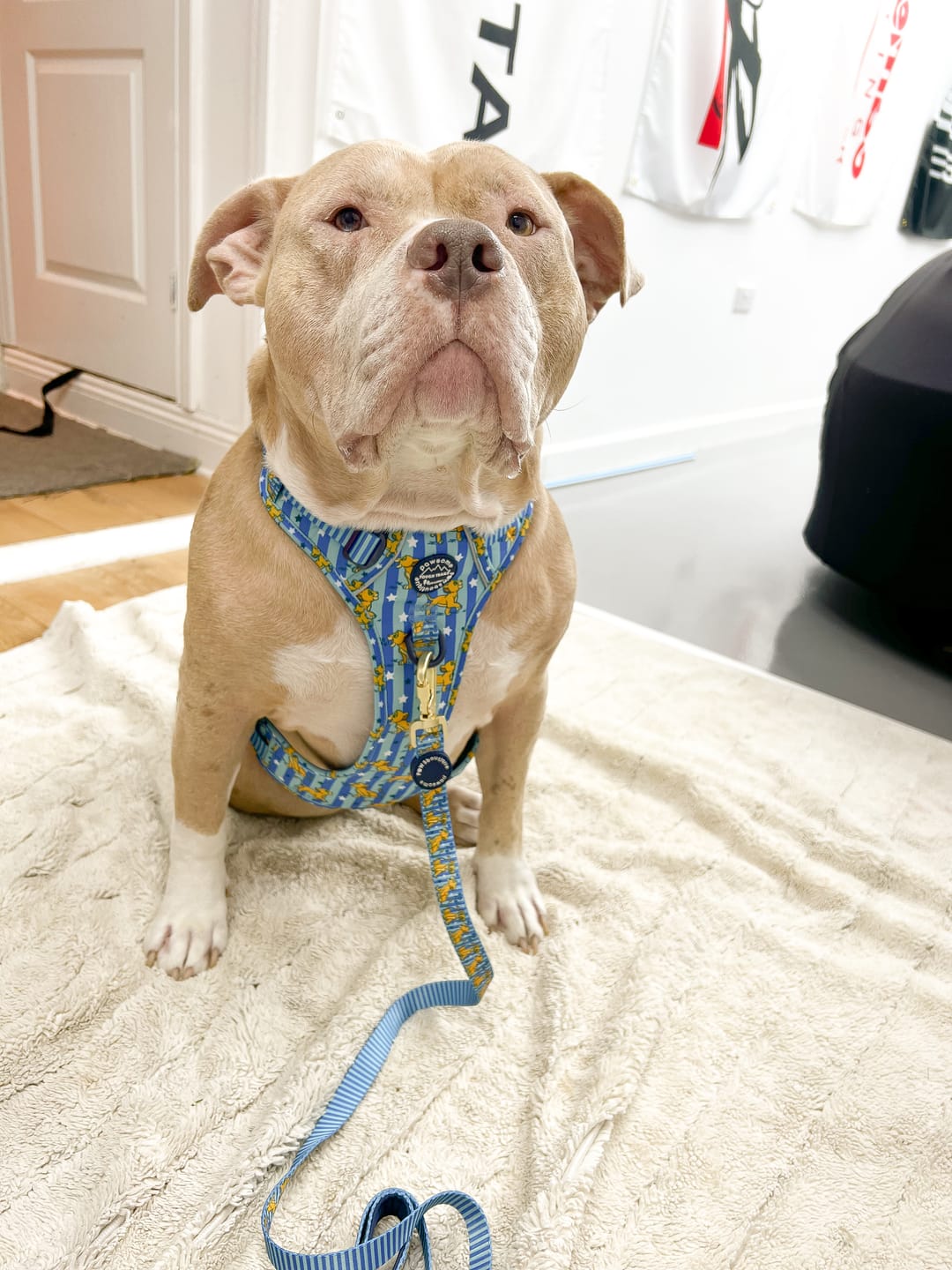 Customer photo review of Disney© Tough Trails™ Harness - Simba