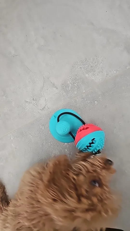 Customer photo review of Large Dog Ball Toys Suction Cup Ropes Interactive Leaking Slow Feeder Chew Toy Toothing Clean Golden Retriever Big Pet Supplies