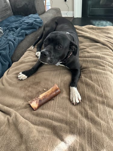 Customer photo review of Smoked Beef Marrow Bone