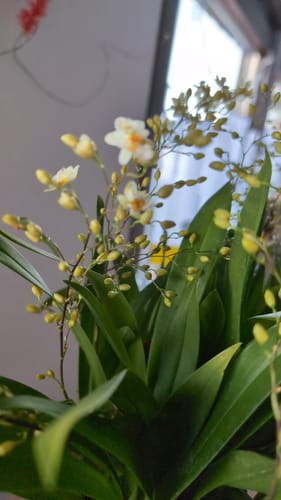 Customer photo review of Duftorchidee Oncidium Twinkle Jasmin mit 7+ Rispen