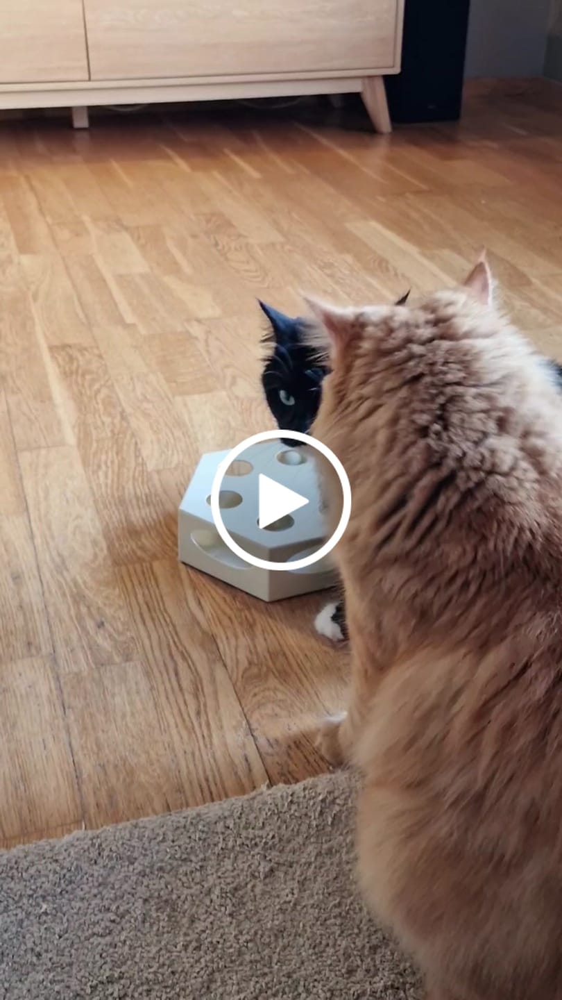 Customer video review of Cats cake - interaktiv leke
