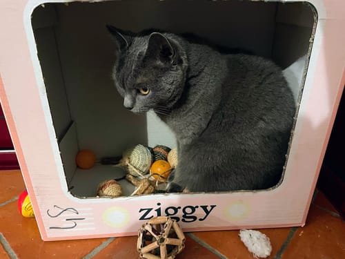 Avis photo d'un client sur Croquettes Chat Stérilisé Sans Céréales - Saumon