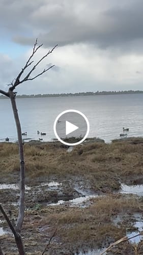 Customer photo review of Amazing Offer Tidewe Panel Blind Waterfowl Duck Hunting Blind