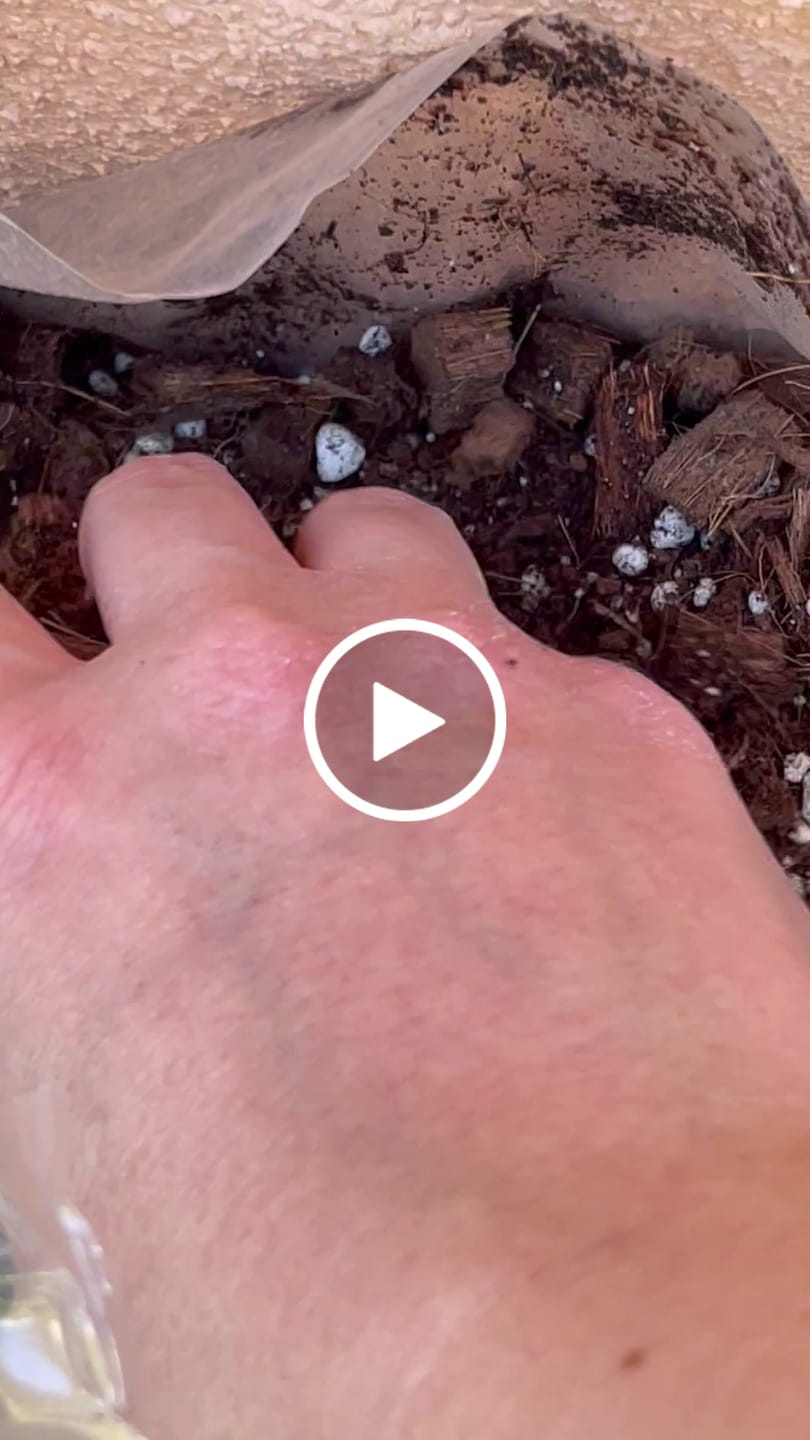 Customer video review of Sustrato Premium para plantas de interior o en macetas