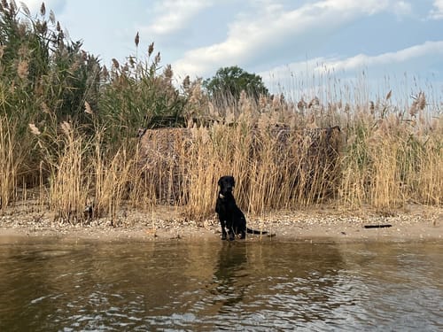 Customer photo review of Amazing Offer Tidewe Panel Blind Waterfowl Duck Hunting Blind