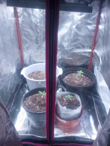 Customer photo review of 2024 New upgrade Sayhon SH1200 Led Grow Light Full Spectrum For 3X3ft Tent