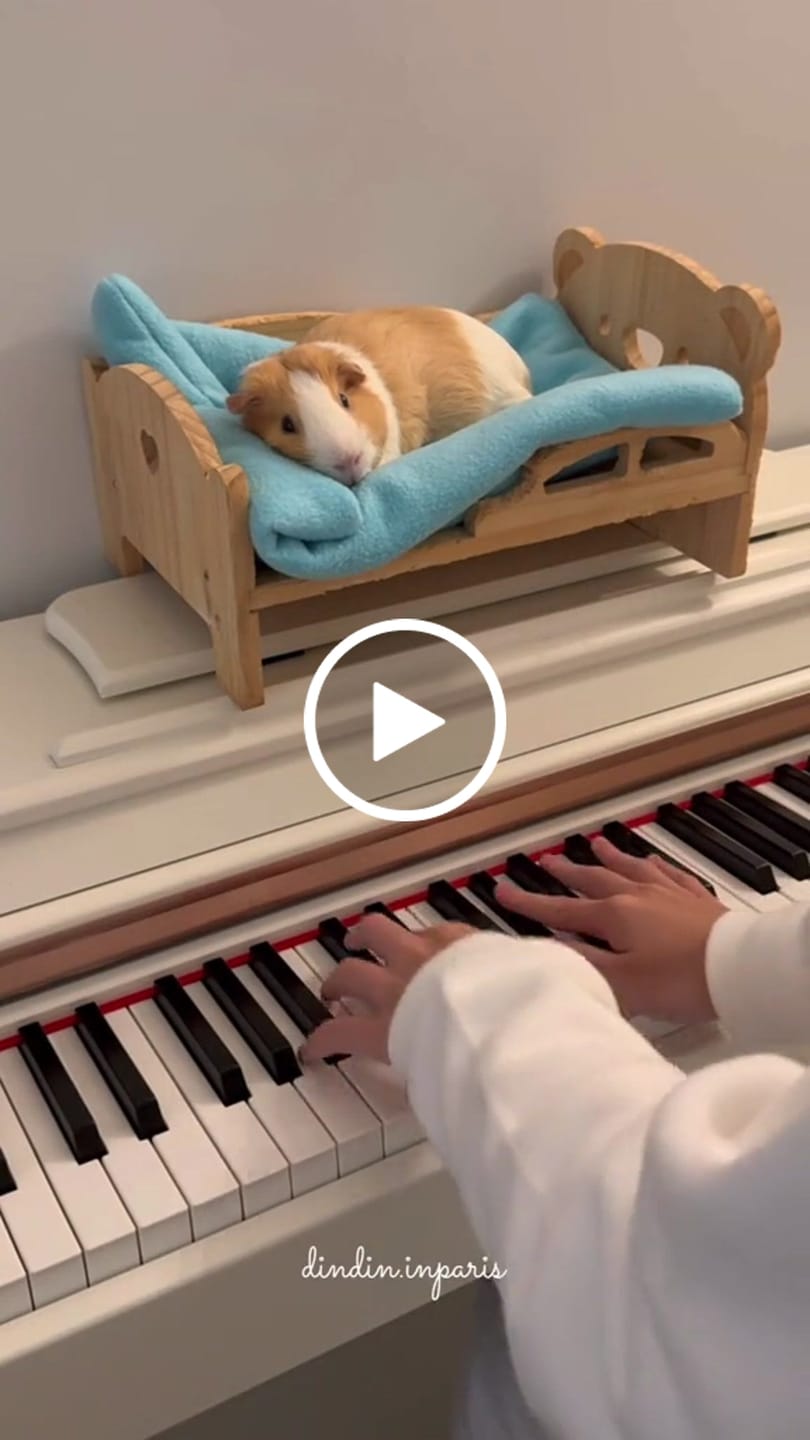 Customer video review of Donner DDP-100 Piano numérique 88 touches lestées