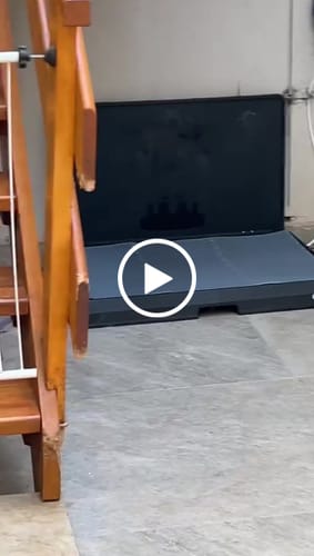 Customer video review of Weasy Cão