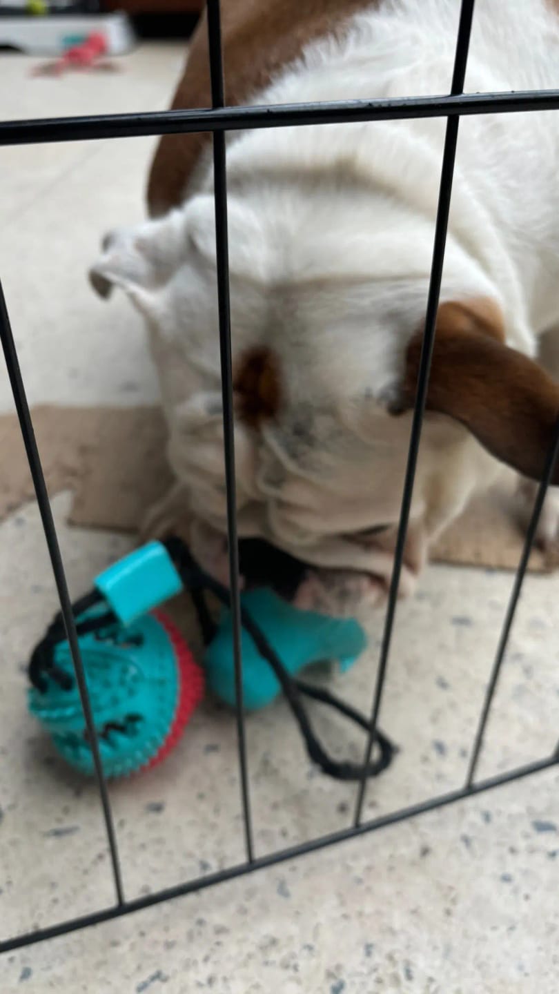 Customer photo review of Large Dog Ball Toys Suction Cup Ropes Interactive Leaking Slow Feeder Chew Toy Toothing Clean Golden Retriever Big Pet Supplies