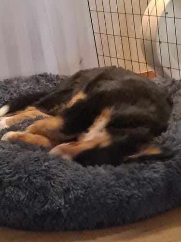 Customer photo review of CalmBed - Motverkar stress & hjälper mot ångest