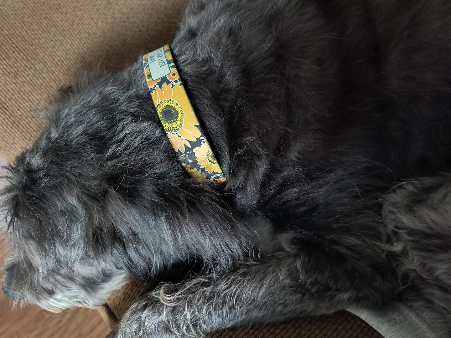 Customer photo review of Sunflower Dog Collar