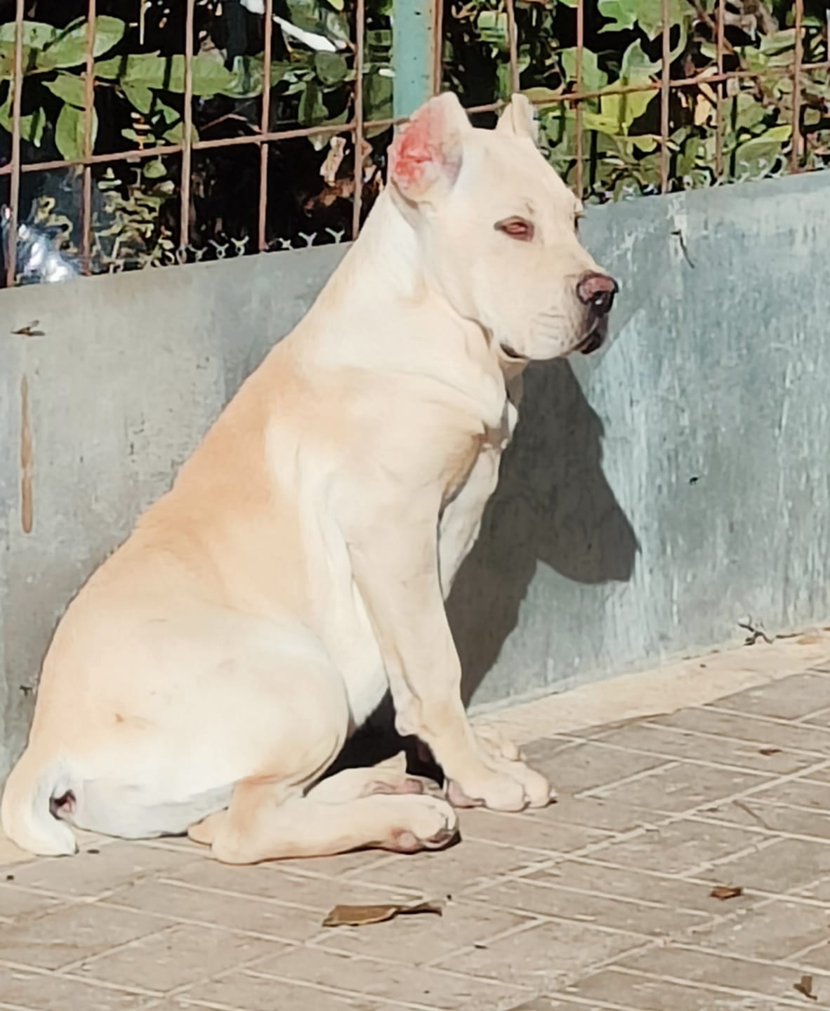 Customer photo review of For Senior Joints and Bones | Supplement for Old Dogs