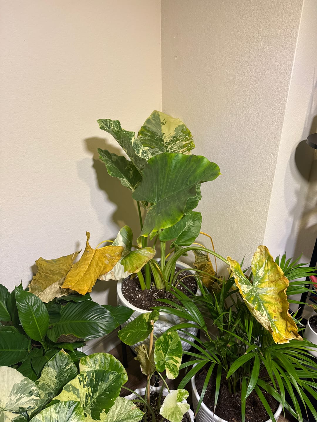 Customer photo review of Alocasia Macrorrhiza Variegata, Collectors Rare And Exotic.