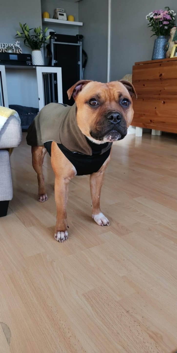 Customer photo review of Dog Fleece With Zip - Khaki