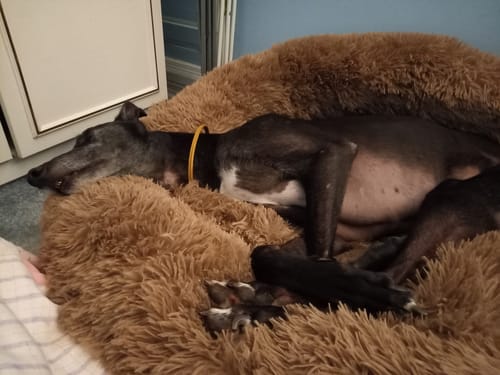 Customer photo review of Calming Donut Bed - Light Brown