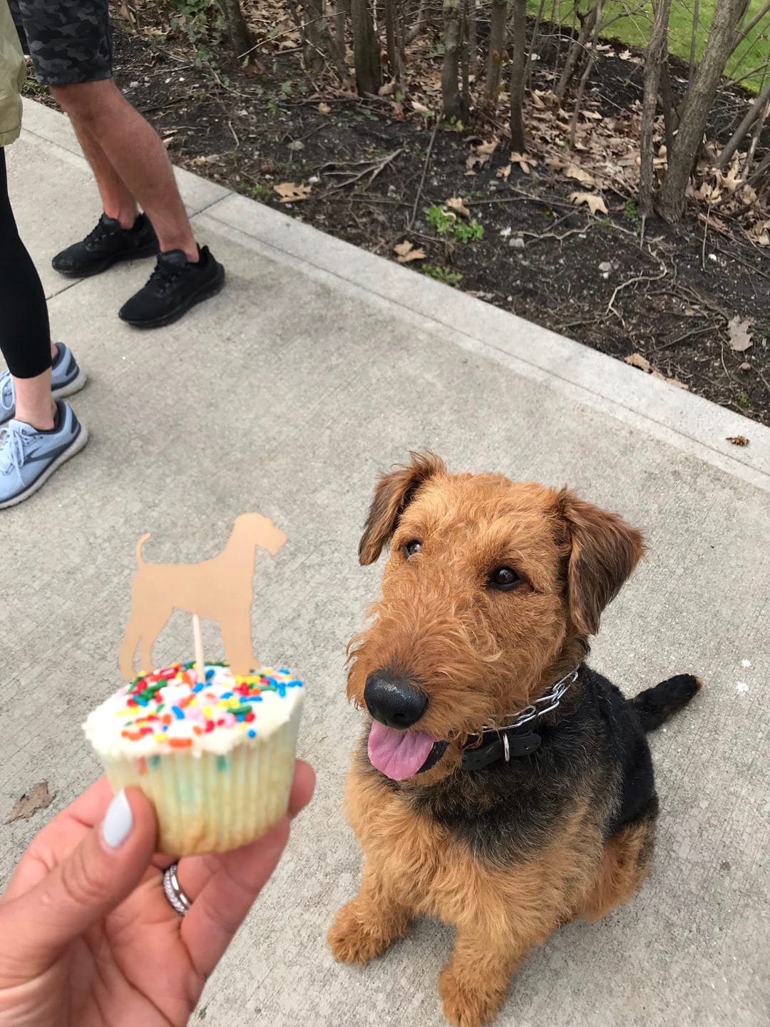 Customer photo review of Dog Cupcake Toppers Set of 12 | 200+ Dog Breeds to Choose from | 25 Dog Colors Available | Handmade Cake Topper