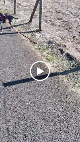 Customer video review of FunFunPet 高機能ハーネス（お名前タグ作成サービス付き）