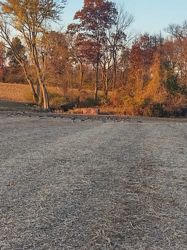 Customer photo review of Amazing Offer Tidewe Panel Blind Waterfowl Duck Hunting Blind