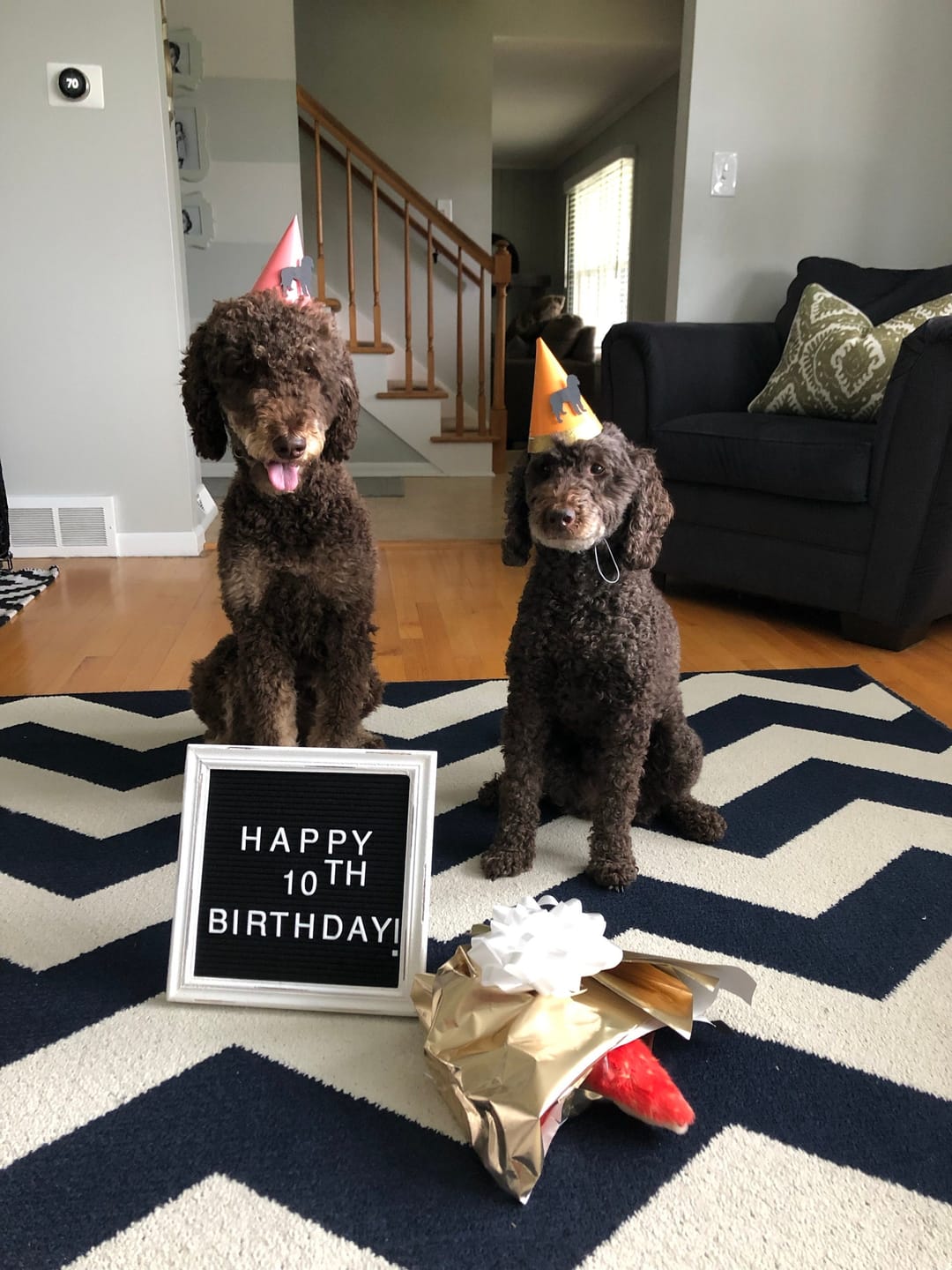 Customer photo review of Doodle Cupcake Toppers Set of 12 | Labradoodle Party Decorations | Dog Birthday Decor | Goldendoodle Bernedoodle