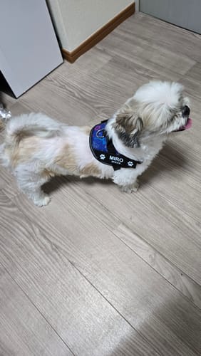 Customer photo review of FunFunPet 高機能ハーネス（お名前タグ作成サービス付き）
