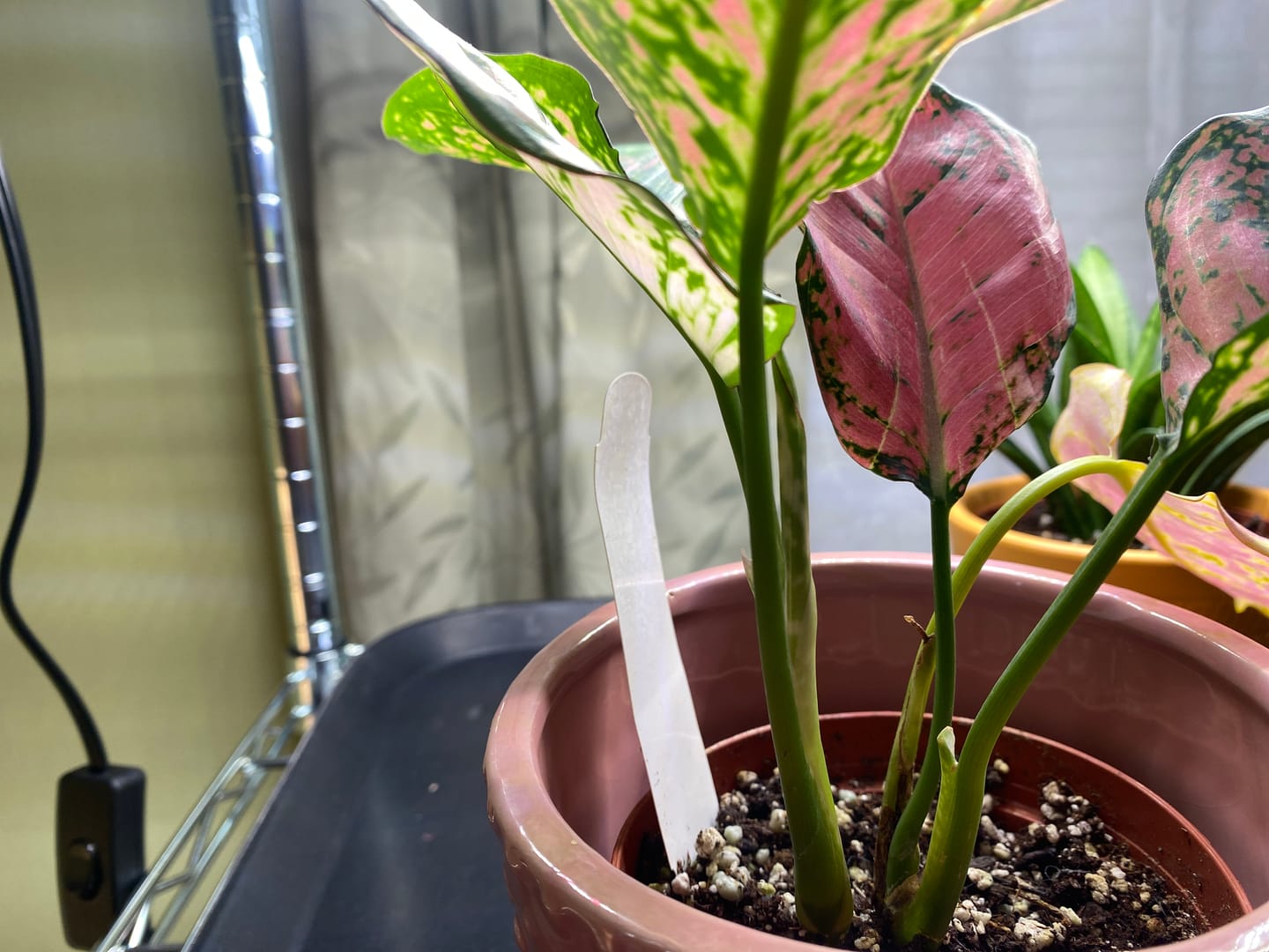 Customer photo review of Aglaonema 'Ruby Ray'