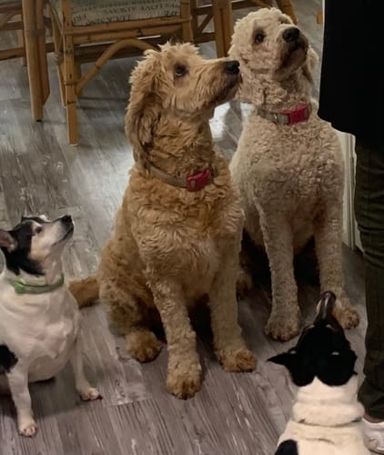 Customer photo review of Aussie Beef Tendons (Large Dogs)