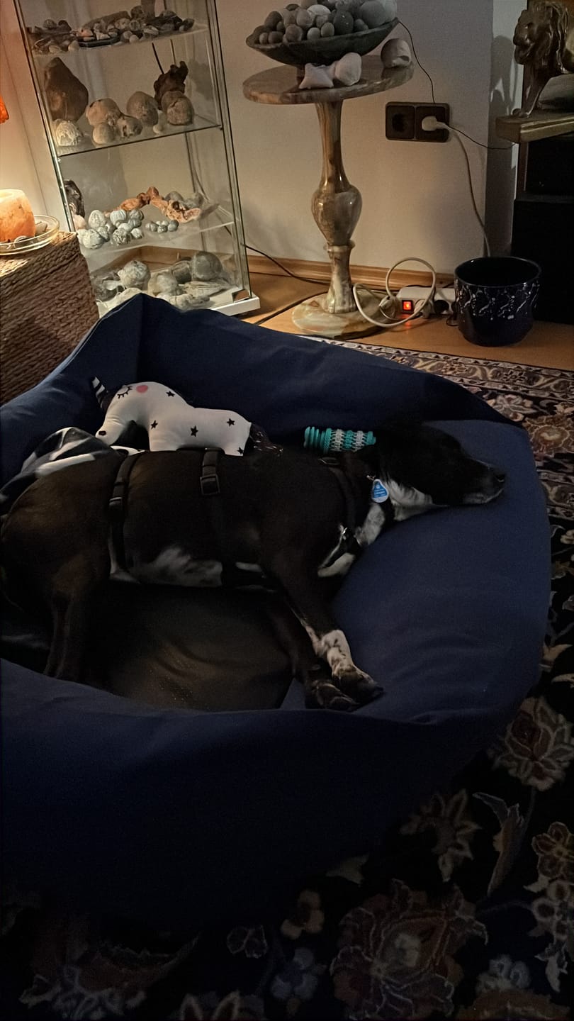Customer photo review of Orthopädische Hunde Couch