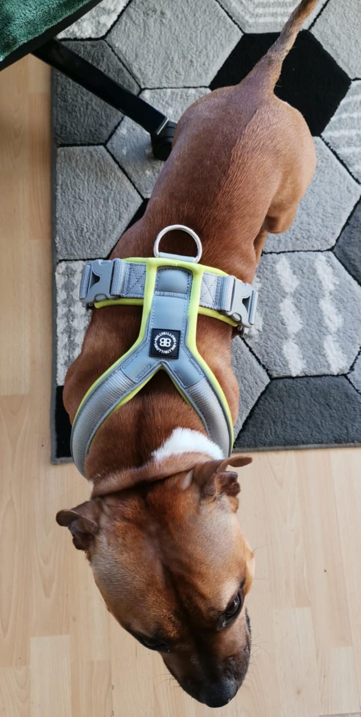 Customer photo review of Slip on Harness | Foam Padded - Metal Grey x Neon